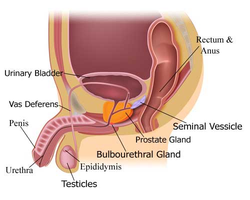 How To Produce Pre Cum 11