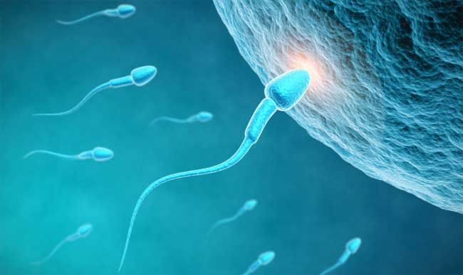sperms-egg